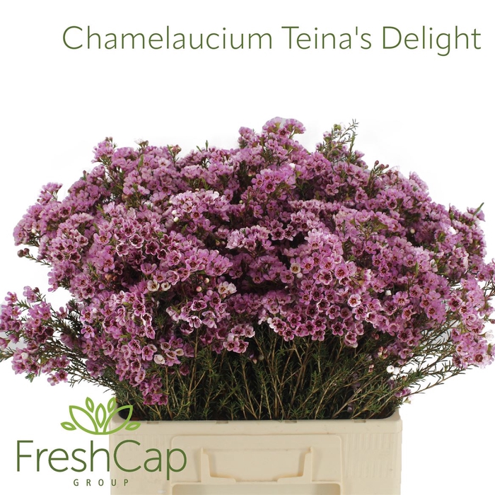 <h4>Chamelaucium Teina's Delight</h4>