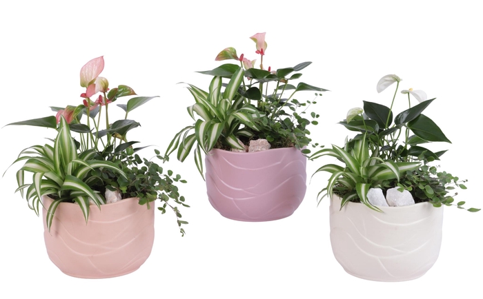 <h4>Yearround Arr. Indoor Ceramic Soft Elegance SE660 Ø17cm 3PP</h4>