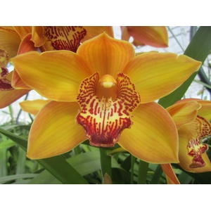 Cymbidium Esther 80 cm X8 Koningshof