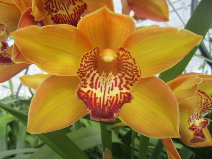 <h4>Cymbidium Esther 80 cm X2 Koningshof</h4>