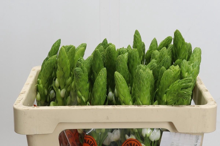 <h4>Ornithogalum thyrsoides Milky Way</h4>