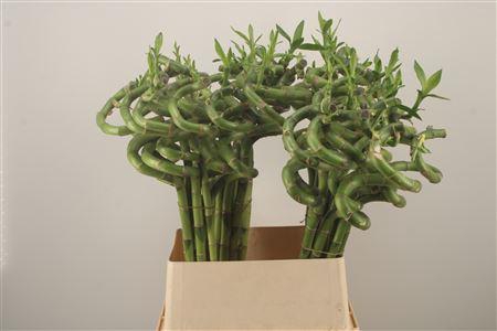 <h4>Drac S Lucky Bamboo</h4>