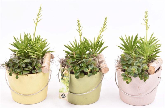 <h4>Keramiek Rose Blossom Matte 12cm</h4>