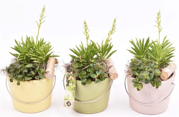 <h4>Keramiek Rose Blossom Matte 12cm</h4>