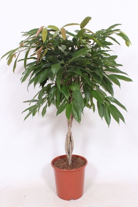 Ficus Amstel King