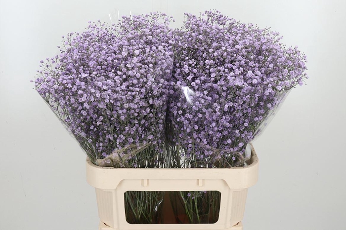 <h4>Gyps Kl Bh Milka</h4>