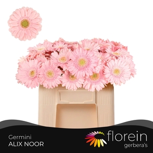 GE MI ALIX-NOOR