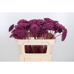 Ammi Zaad Kl Bh Metallic Erika