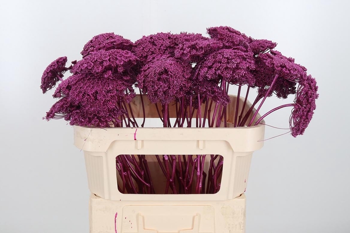 <h4>Ammi Zaad Kl Bh Metallic Erika</h4>