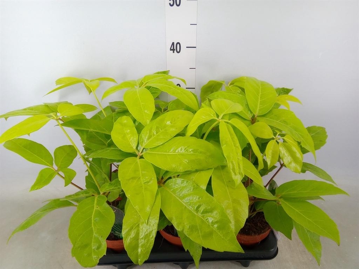 <h4>Schefflera actin.</h4>