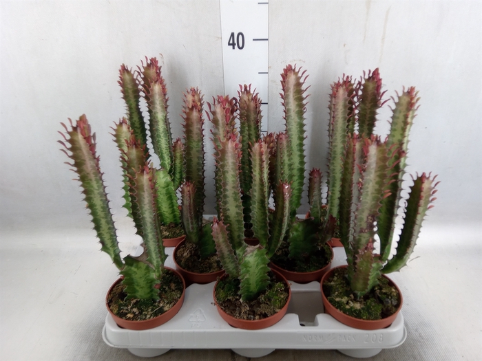 Euphorbia trigona 'Rubra'