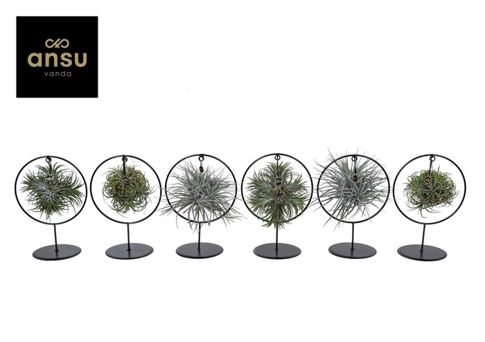 <h4>Tillandsia Ring mix (Medium)</h4>