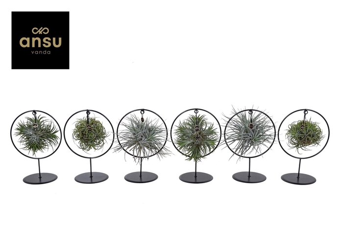 <h4>Tillandsia Ring mix (Medium)</h4>