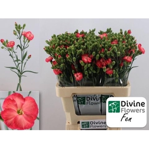 Dianthus TR 'Solomio Fen'