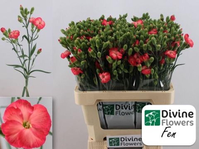 <h4>Dianthus TR 'Solomio Fen'</h4>