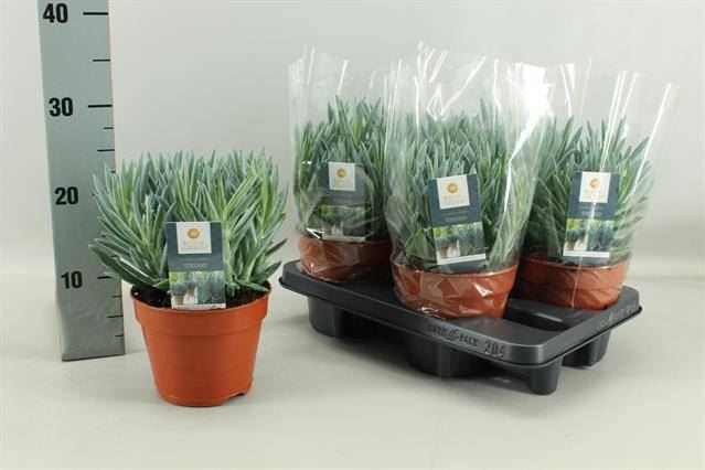 <h4>Curio ficoides 'Stelvio'</h4>