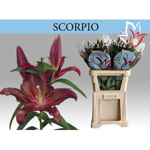 LI OR SCORPIO