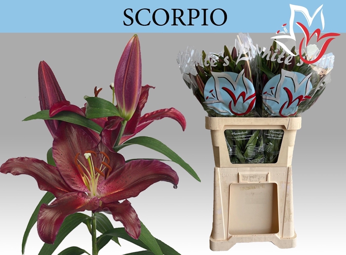 <h4>LI OR SCORPIO</h4>