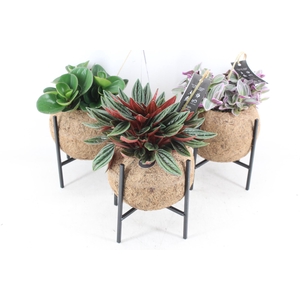 arr3 Kokoplant - Industrial groenmix x6