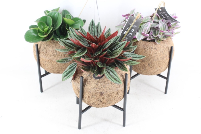 <h4>arr3 Kokoplant - Industrial groenmix x6</h4>