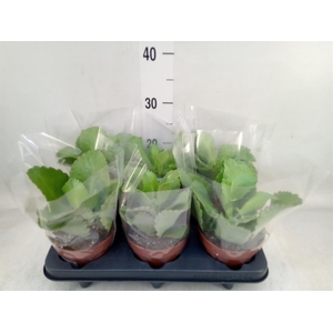 Kalanchoe NF daigremontiana