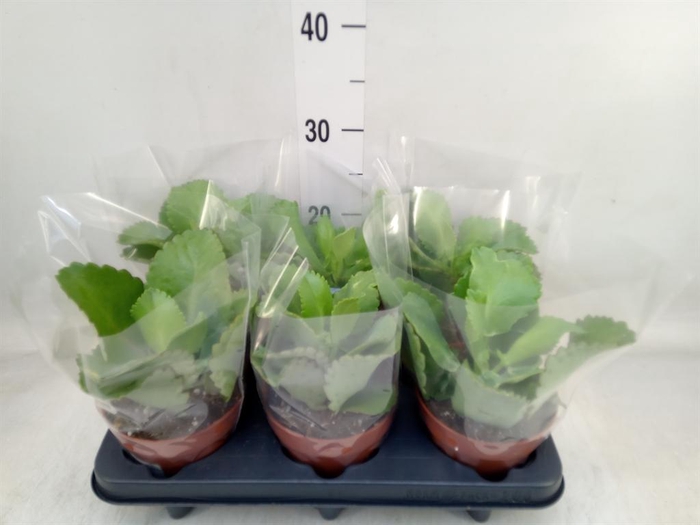 <h4>Kalanchoe NF daigremontiana</h4>