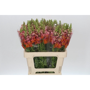 Antirrhinum Potomac Dark Orange