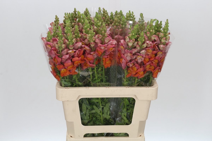 <h4>Antirrhinum Potomac Dark Orange</h4>