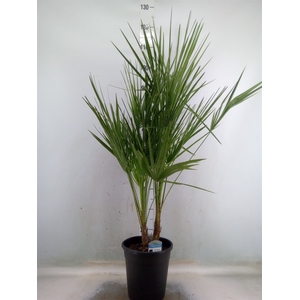 Chamaerops humilis
