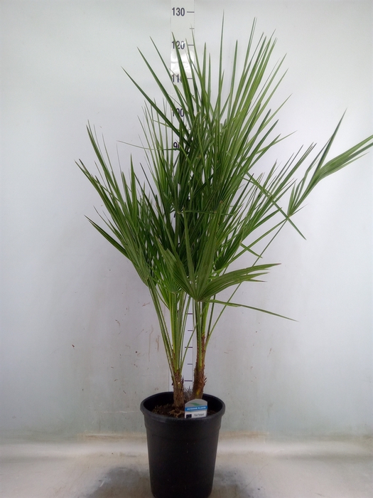 <h4>Chamaerops humilis</h4>