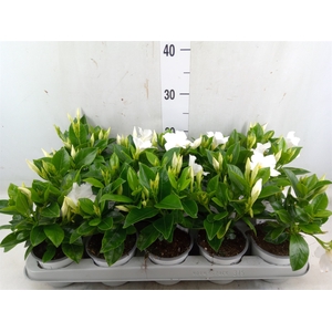 Mandevilla sand. 'Rio White'