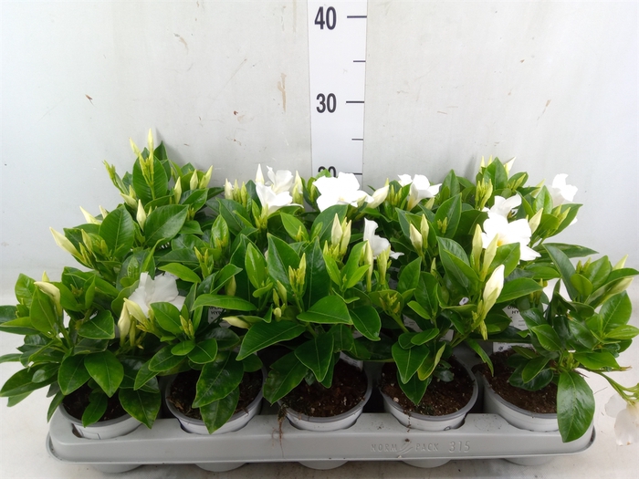 <h4>Mandevilla sand. 'Rio White'</h4>