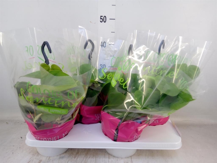 <h4>Philodendron scand.</h4>