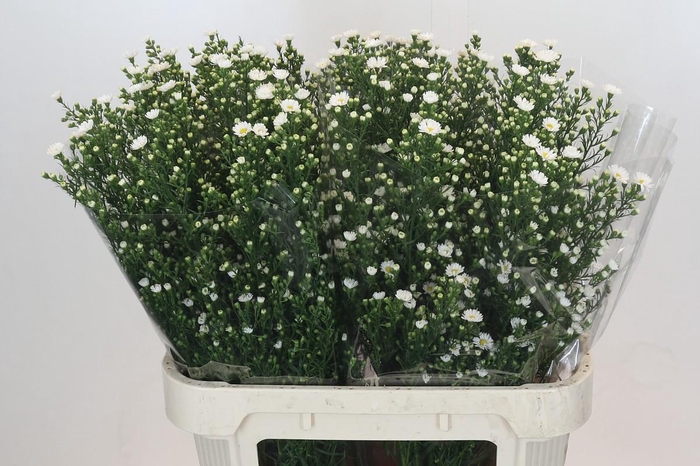 <h4>Aster Paquita</h4>