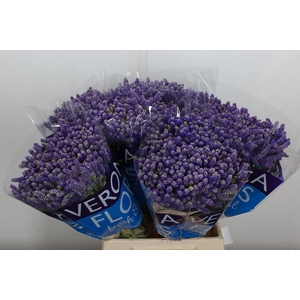 Veronica  'Smart Fountain'