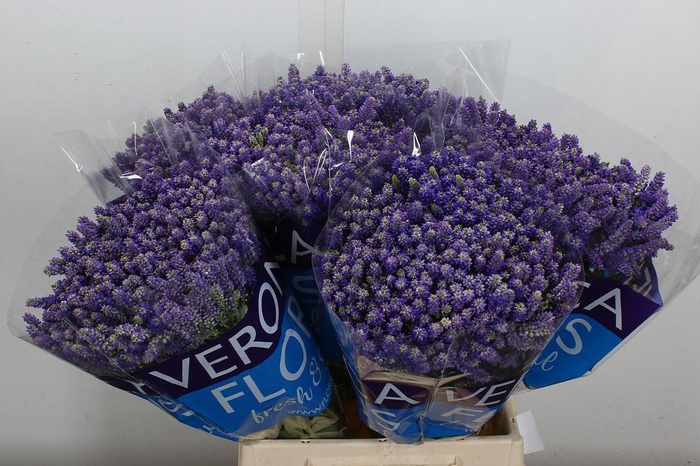 <h4>Veronica  'Smart Fountain'</h4>