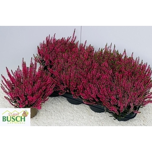 CALLU GA G FRANCA