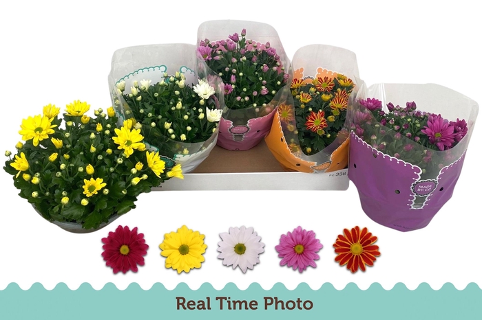 <h4>CHRYS GEM 5 KL</h4>