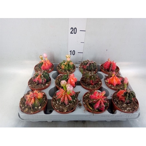 Gymnocalycium mihanov.   ...