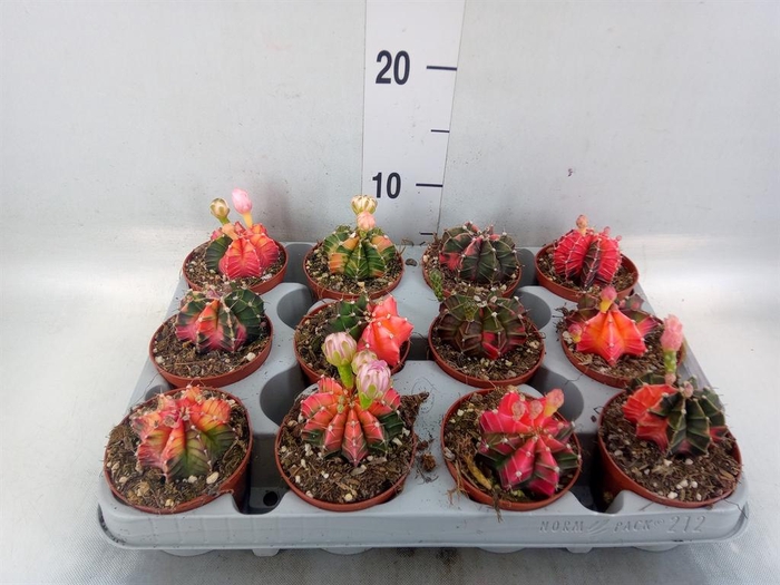 <h4>Gymnocalycium mihanov.   ...</h4>