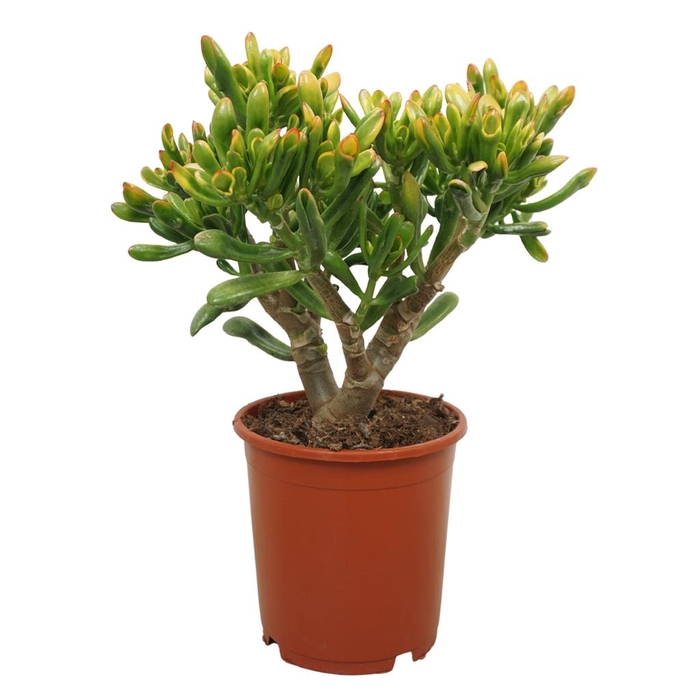 <h4>Crassula ovata 'Horn Tree'</h4>