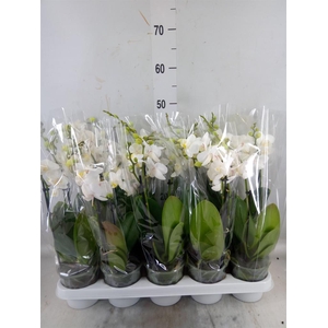 Phalaenopsis multi.   ...white