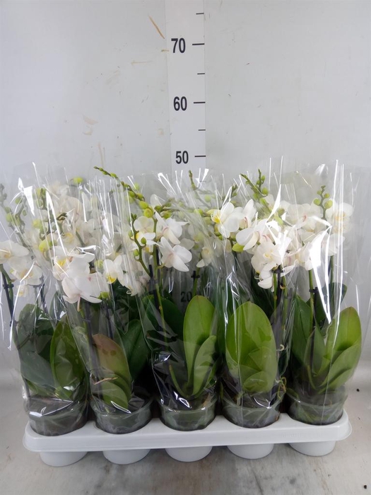 <h4>Phalaenopsis multi.   ...white</h4>