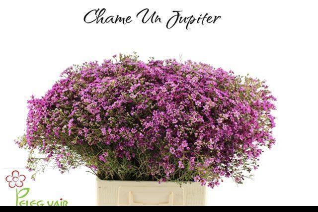 <h4>CHAME UN JUPITER</h4>