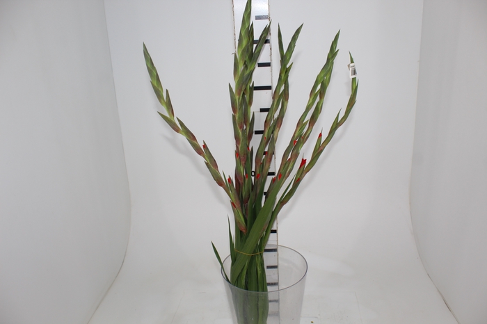<h4>GLADIOLO 080 CM VERMELHO</h4>