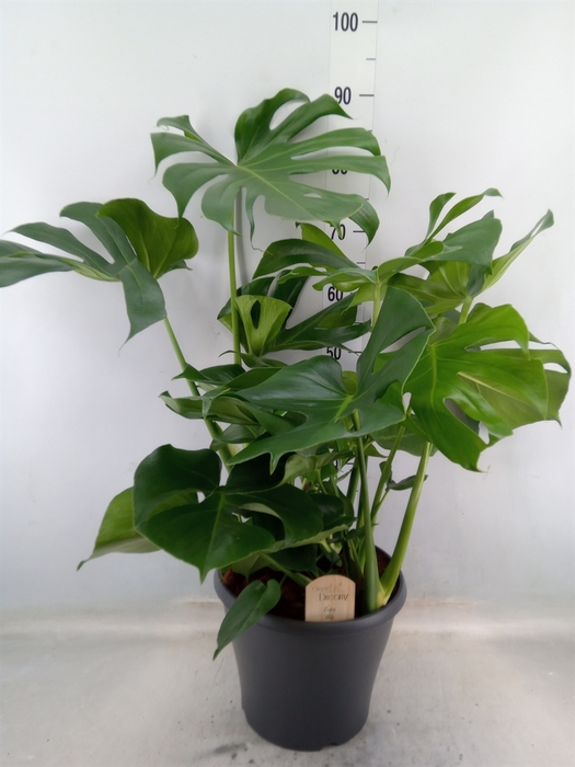 <h4>Monstera delic.</h4>