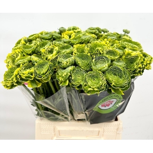 Ran Pon Pon Peterpan