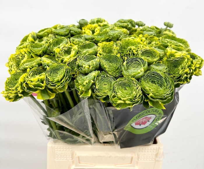 <h4>Ran Pon Pon Peterpan</h4>