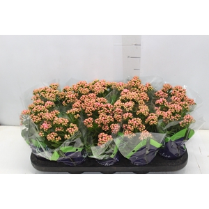 KALANCHOE DOBRADO P11 ROSA