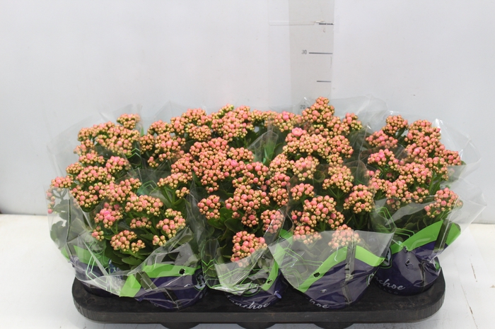 <h4>KALANCHOE DOBRADO P11 ROSA</h4>